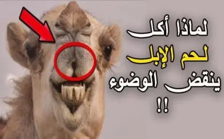 لماذا أكل لحم الإبل ينقض الوضوء؟