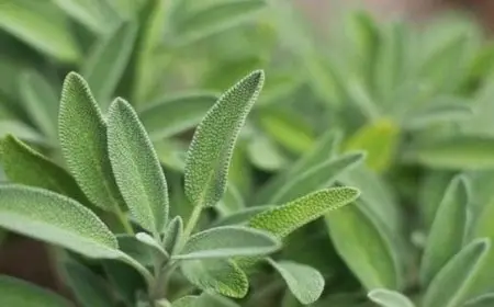 تجربتي مع زيت الميرمية للشيب