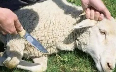 هل يجوز ذبح العقيقة بعد سنوات