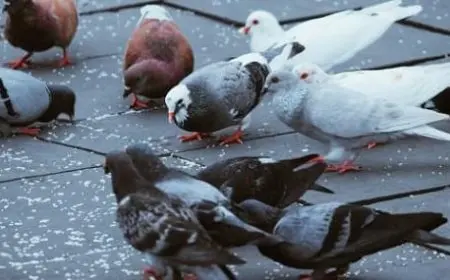 دراسة جدوى فنية لمشروع تربية الحمام البلدي ونصائح هامة لنجاح المشروع