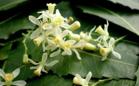 تجربتي مع شجرة النيم