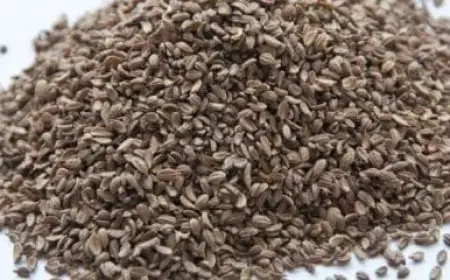 تجربتي مع بذور الجزر