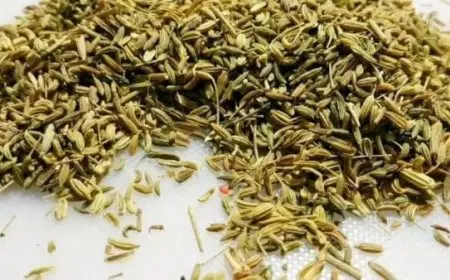 تجربتي مع بذرة الخلة