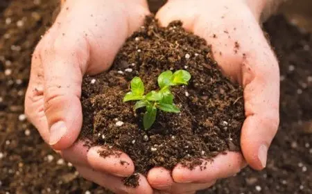 تأثير الإنسان على التربة