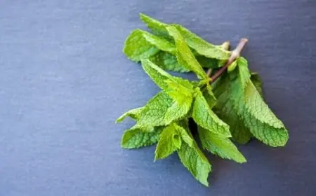 تجربتي مع عشبة القطف