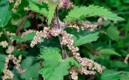 تجربتي مع عشبة القراص