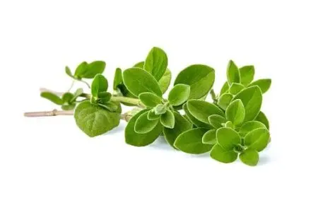 تجربتي مع البردقوش والتكيس