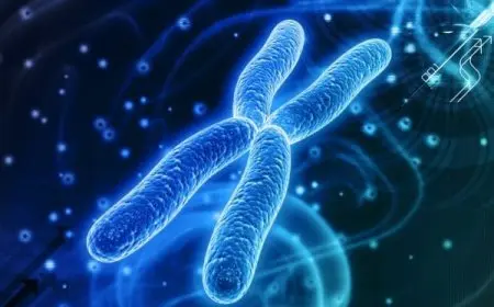 عدد الكروموسومات في الإنسان كم؟