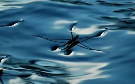 ما الخاصية التي تفسر طفو إبرة فوق سطح الماء