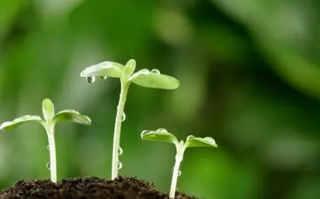 كيف تنمو البذرة لتصبح نبتة صغيرة