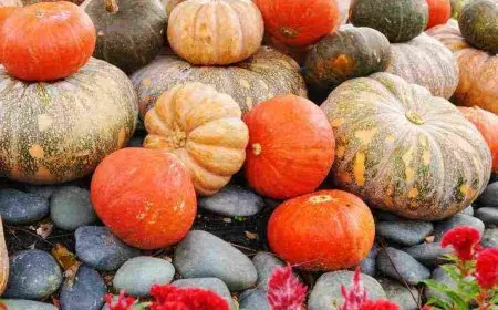 الفرق بين القرع واليقطين