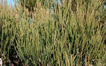 تجربتي مع عشبة العلندة