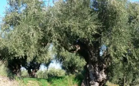 بحث عن شجرة الزيتون pdf