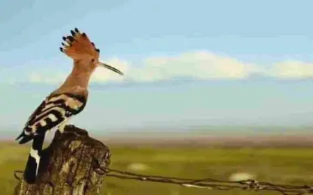 قصة سليمان عليه السلام