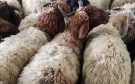 طريقة دفع الأضحية عن طريق صراف الراجحي