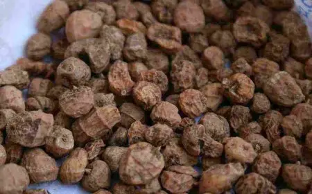 فوائد حب العزيز للرجال .. وصفات حب العزيز للرجال