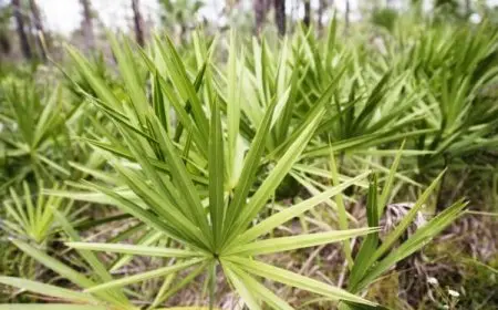 تجربتي مع البلميط المنشاري