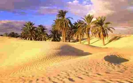 بحث عن خصائص الحيوانات والنباتات التي تعيش في الصحراء