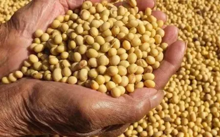 تجربتي مع فول الصويا لتكبير الثدي