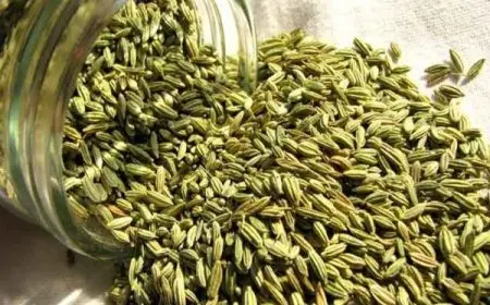 اليانسون يزيد هرمونات الأنوثة