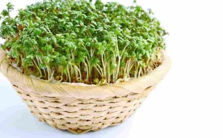 كيفية تناول حب الرشاد