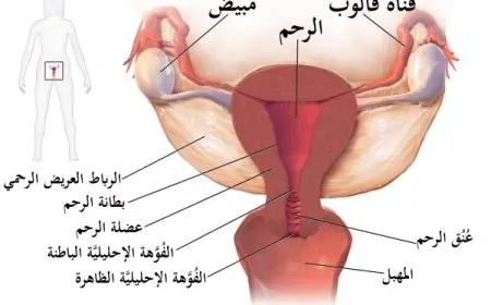 كيف تحدث الدورة الشهرية