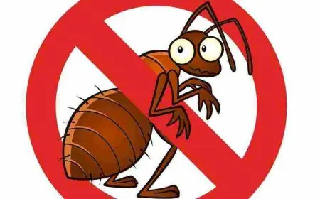 أفضل شركات مكافحة حشرات بالقطيف