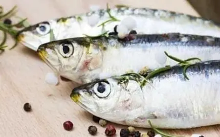 أفضل أنواع السردين المعلب