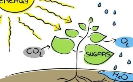 مراحل عملية البناء الضوئي