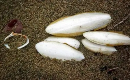 تجربتي مع لسان البحر