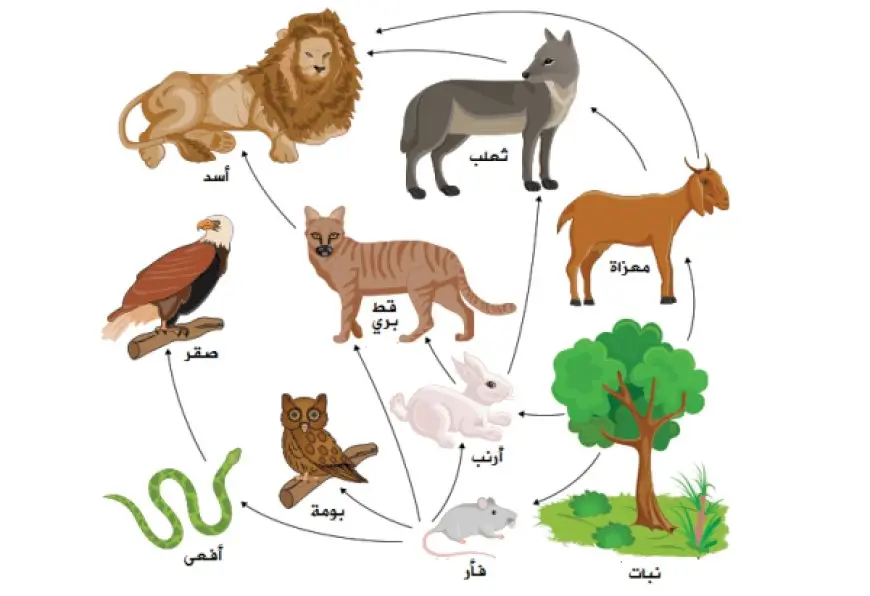 الشبكة الغذائية نموذج يصف