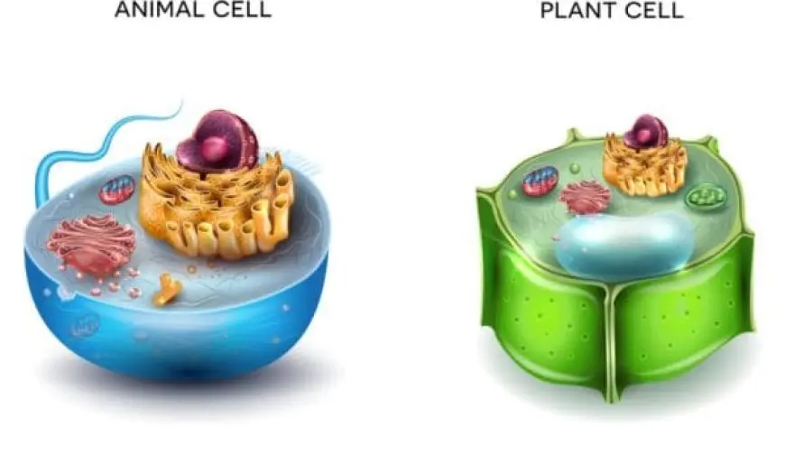 مكونات الخلية الحيوانية والنباتية والفرق بينهما