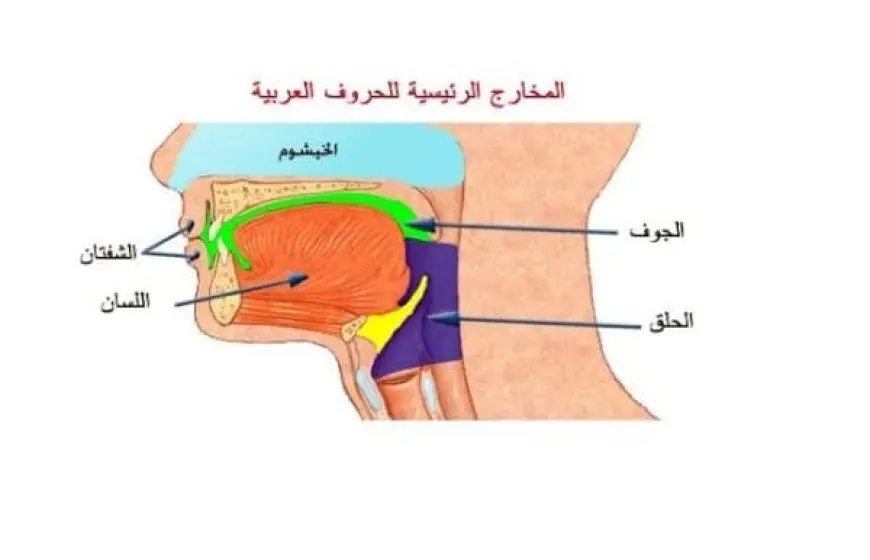 جدول مخارج الحروف العامة والخاصة