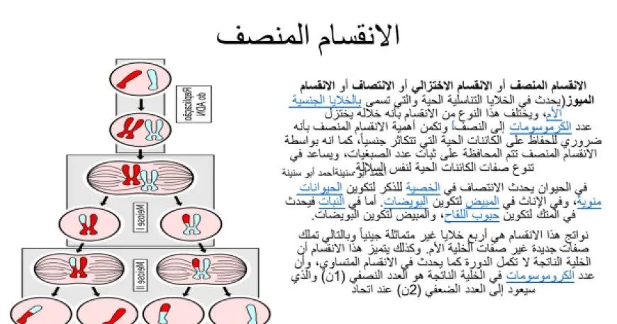 خلال الانقسام المنصف تحتوي كل خلية جنسية على 22 كروموسوم