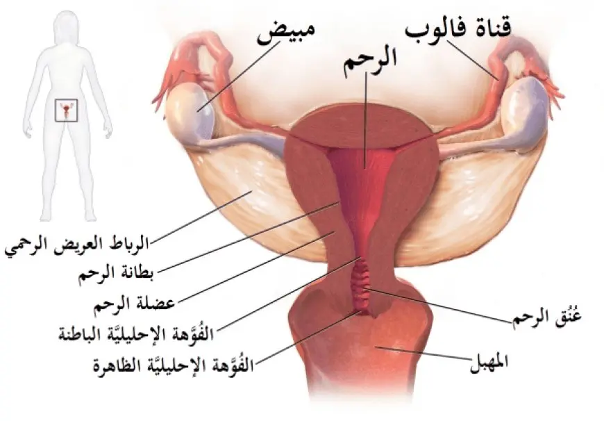 كيف تحدث الدورة الشهرية