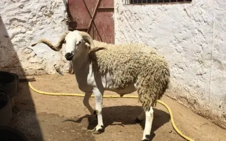 شروط دخول دار المسنين