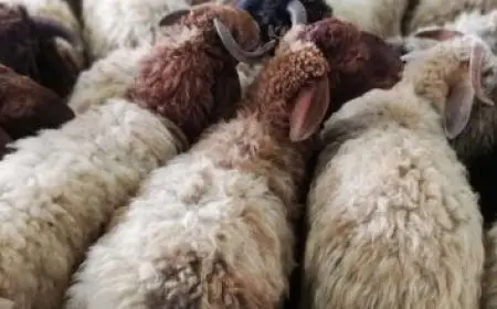 تركيب عداد كهرباء تجاري