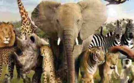 موضوع تعبير عن رحلة مدرسية الى حديقة الحيوان