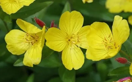 متى تؤخذ حبوب زهرة الربيع المسائية قبل أو بعد الاكل