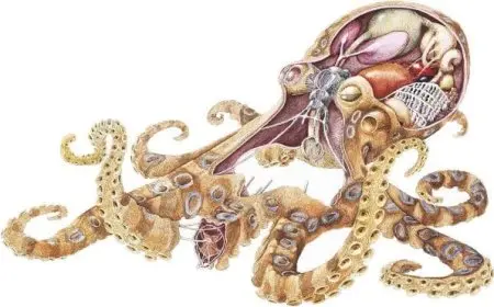 الفرق بين الحبار والأخطبوط