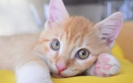 كيف أعرف أن قطتي تلقحت