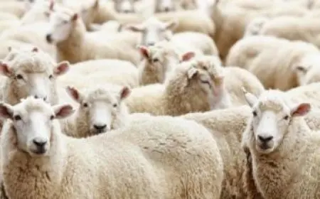 هل يجوز أن تعمل المرأة بمهنة القضاء؟