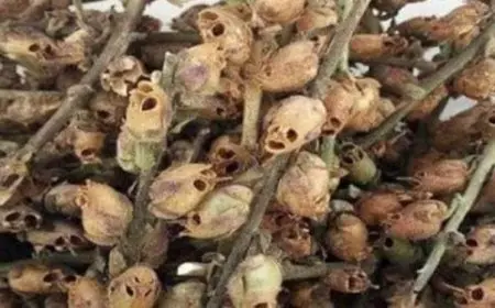 ما هي شجرة الزقوم
