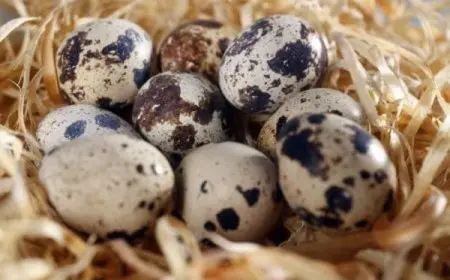 مدة صلاحية بيض السمان