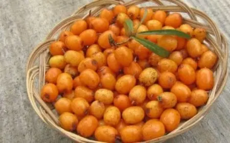 فوائد النبق للتخسيس