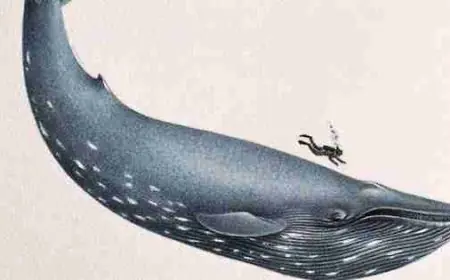 حجم الحوت الأزرق مقارنة بالإنسان