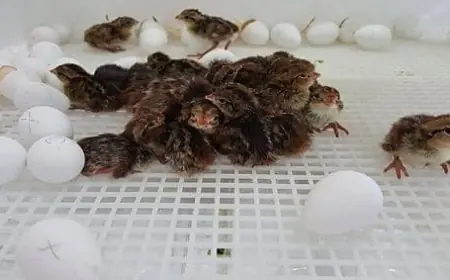 أسباب تأخر فقس بيض السمان