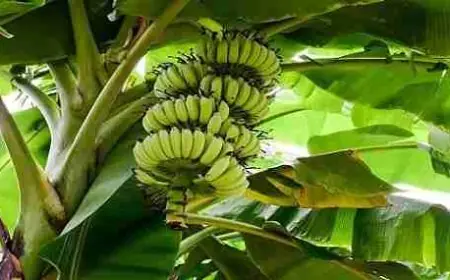 كم تستغرق شجرة الموز لكي تثمر