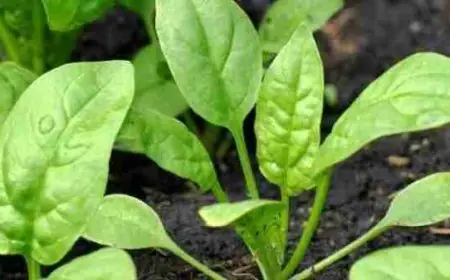 كيف تحصل النباتات على الغذاء