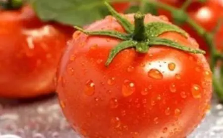 كم مدة زراعة الطماطم